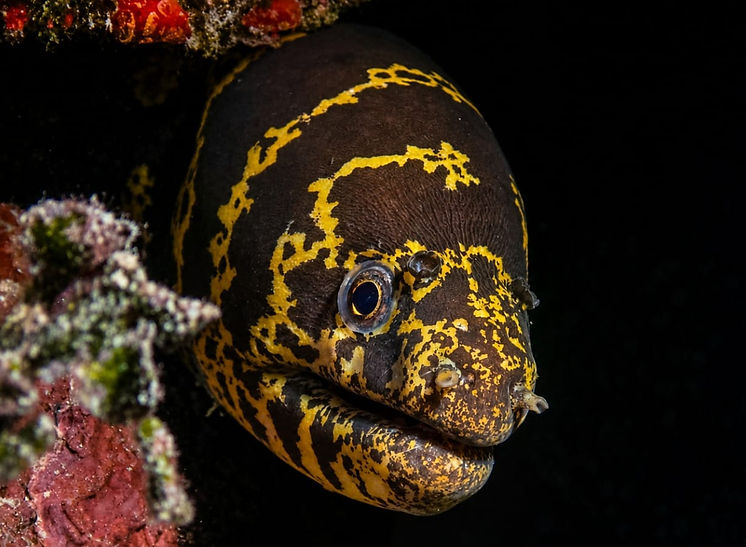 Chain moray eel on the Mesoamerican Barrier Reef in Mahahual, Mexico.
