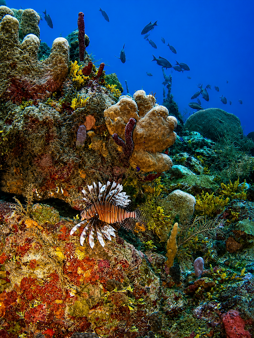 A lionfish on a deep reef in Costa Maya. During this dive, seven lionfish were removed from a single section of reef in little more than a minute, highlighting the noticeably higher numbers being encountered at depth.