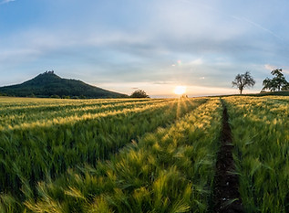 Barley Fields