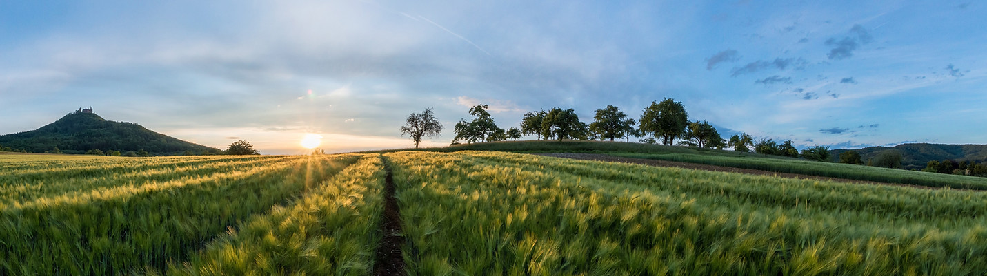 Barley Fields
