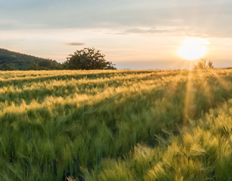 Barley Fields