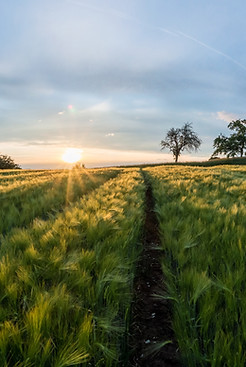 Barley Fields