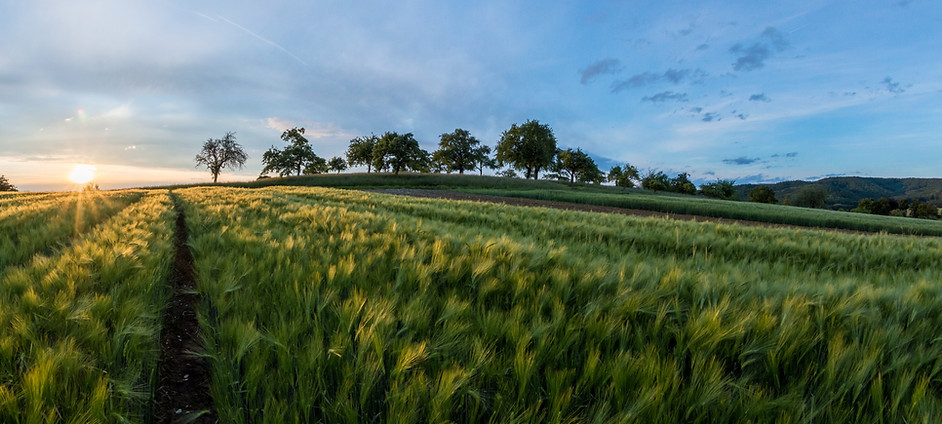 Barley Fields