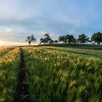 Barley Fields