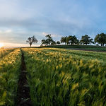 Barley Fields