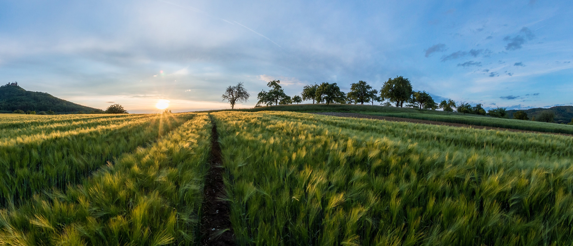 Barley Fields