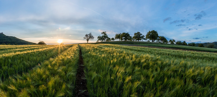 Los campos de cebada