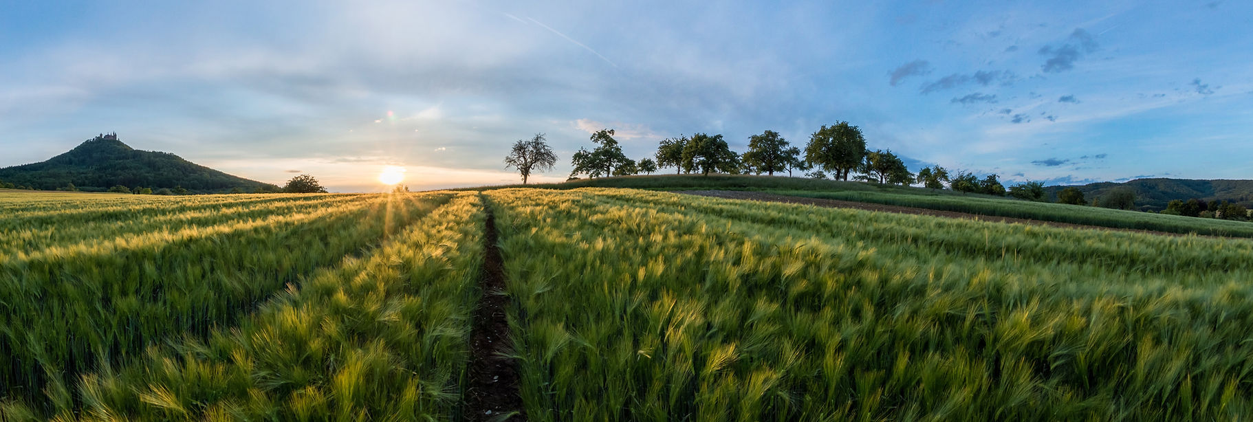 picture of a field