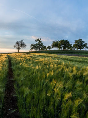 Carbon Capture Land Regeneration