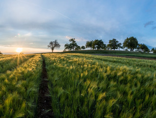 A true field of dreams: one farmer's story
