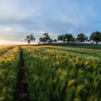 Foncier &
entreprises agricoles