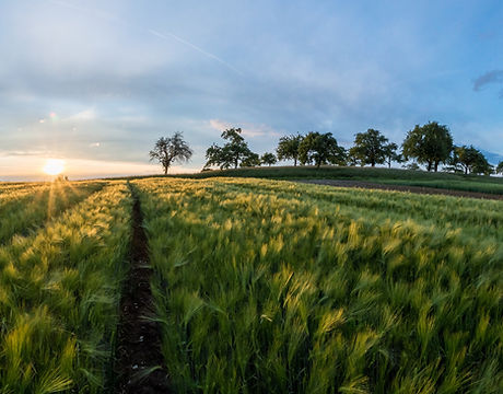 Barley Fields
