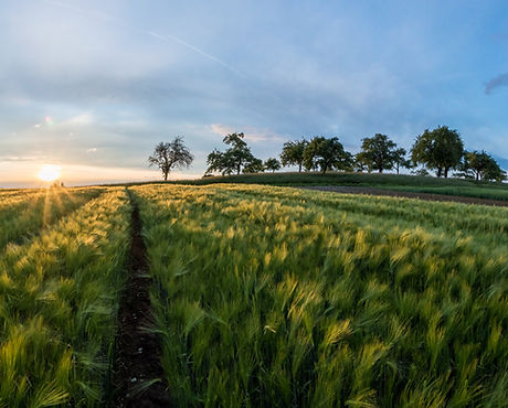 Barley Fields