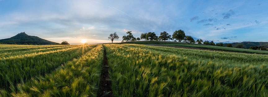 Los campos de cebada
