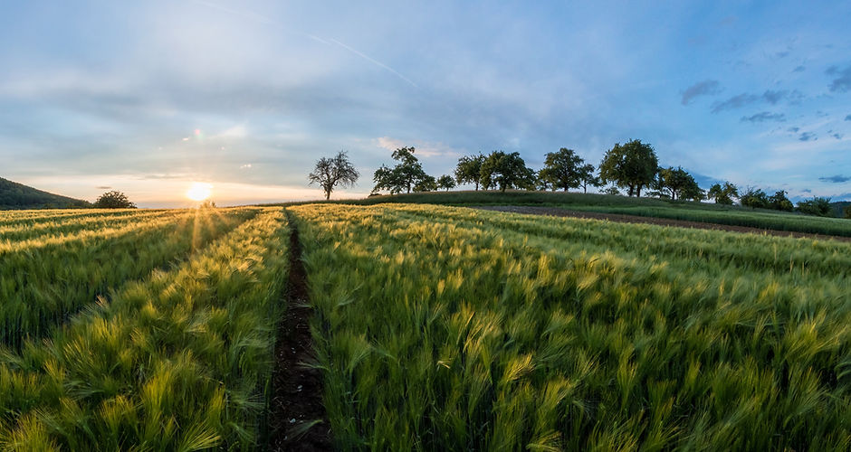 Barley Fields