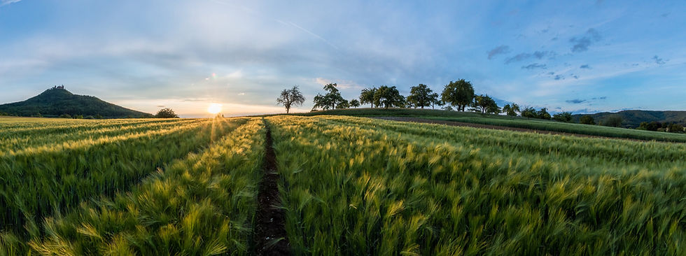 Field at Sunset