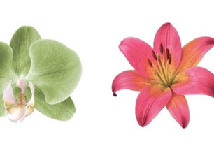 10 Summer Craft Ideas