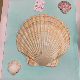 Shell Art - Wall Hanging on Canvas - (8x10)