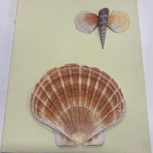 Shell Art - Wall Hanging on Canvas - (8x10)