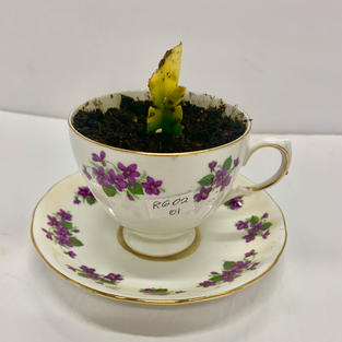 Tea cup planter with Succulent - Dozens to Choose From