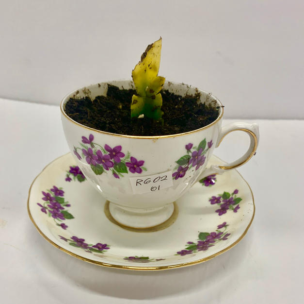 Tea cup planter with Succulent - Dozens to Choose From