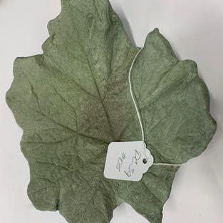 Large Leaf Stone