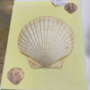 Shell Art - Wall Hanging on Canvas - (8x10)