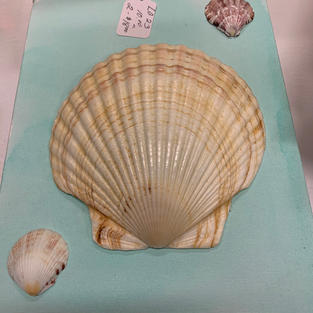 Shell Art - Wall Hanging on Canvas - (8x10)