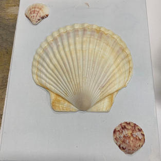 Shell Art - Wall Hanging on Canvas - (8x10)