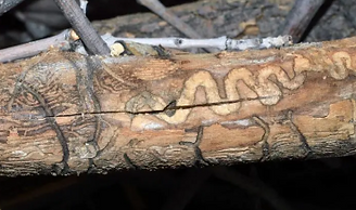 Emerald Ash Borer (EAB) Infestation & Ash Decline