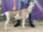 Touch of Class dry yearling pic.