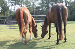 Best buds, Bravo and Sebastion