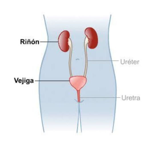 Ultrasonido Vías Urinarias y Renal