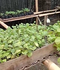 rumah bibit.png
