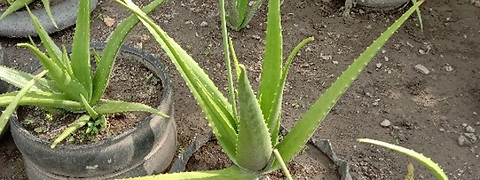 aloevera.jpg