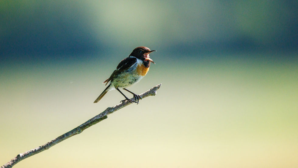 Schwarzkehlchen / European Stonechat / Saxicola rubicola