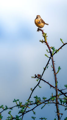 Schwarzkehlchen
