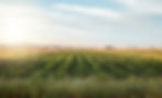 iStock-1389444177.jpg