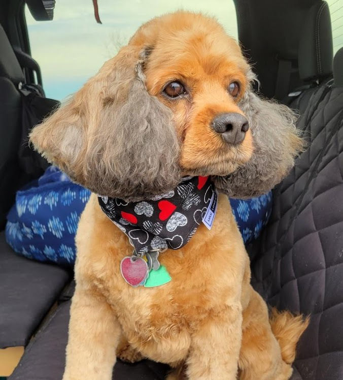Thumbnail: Dog wearing front view of LuLu London custom Lover not a Biter dog bandana