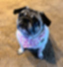 Thumbnail: Dog wearing front of LuLu London custom reversible Spring Daisies dog bandana