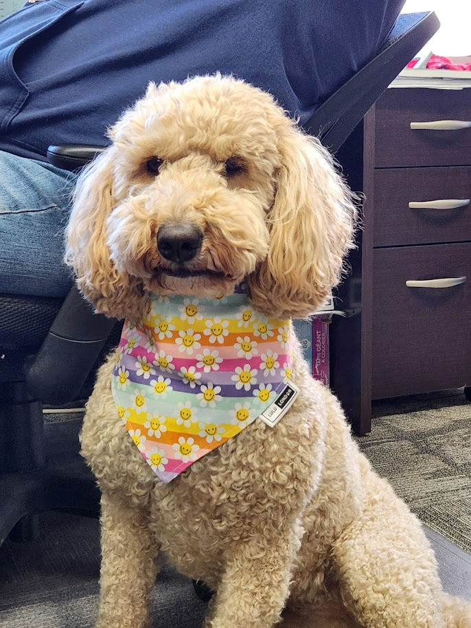 "Working Like a Dog!"