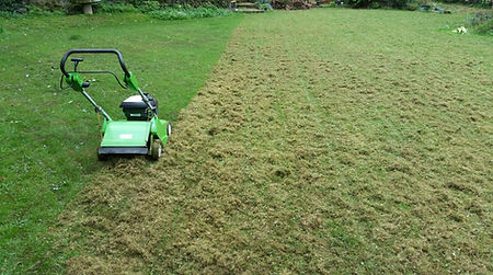 scarification-dave-grounds-monkey.jpg
