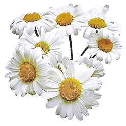 pngguru.com (2).png