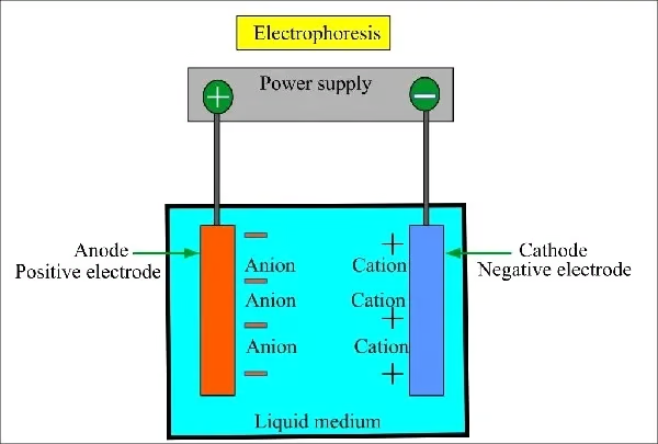 processing of electrophoresis