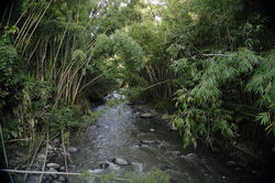 PAISAJE CULTURAL CAFETERO_ COLOMBIA