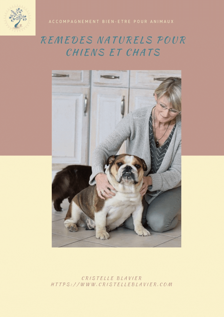 accompagnement bien-etre pour animaux -