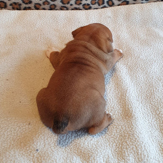 chiot bulldog anglais - mâle v blanc 8.jpg