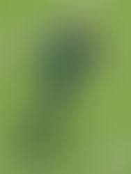 Felipe Melo: o Pitbull