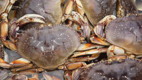ODFW Taking Public Comment On Proposed Crabbing Rules