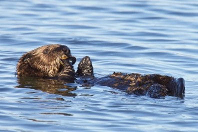 Grant Will Aid Bringing Sea Otters Back To Oregon